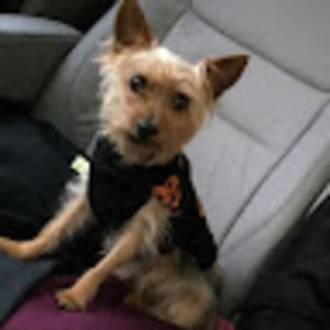 Meet your Posher, Ella